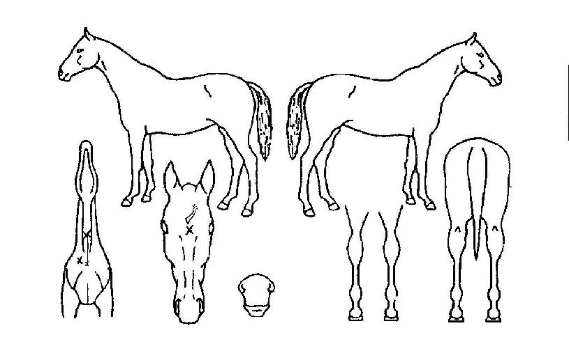 ���ƽ�� ����,���,�޸�,�λ�,�ٸ��� Ư¡����