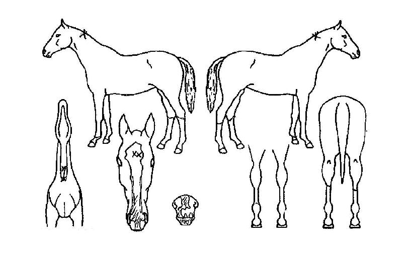 ¹èƲÇʵåÀÇ Ãø¸é,¿ì¸é,µÞ¸é,µÎ»ó,´Ù¸®ÀÇ Æ¯Â¡µµÇØ