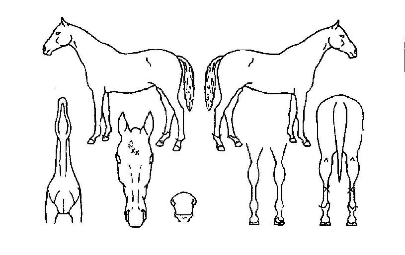 µ·ÁøÀÇ Ãø¸é,¿ì¸é,µÞ¸é,µÎ»ó,´Ù¸®ÀÇ Æ¯Â¡µµÇØ