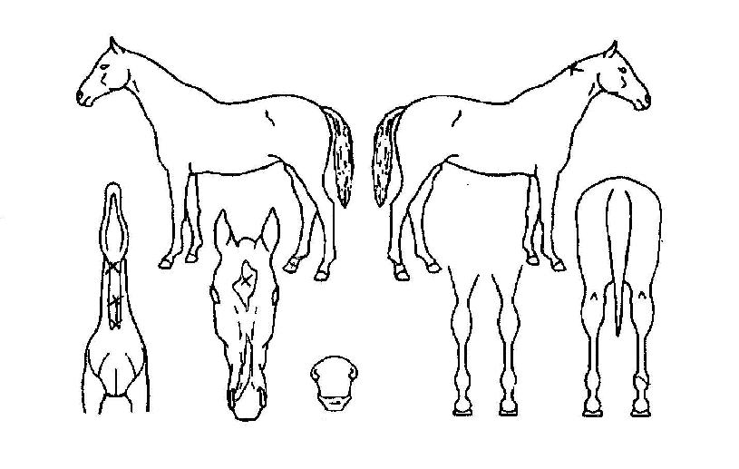 ½Å¿ëÄýÀÇ Ãø¸é,¿ì¸é,µÞ¸é,µÎ»ó,´Ù¸®ÀÇ Æ¯Â¡µµÇØ