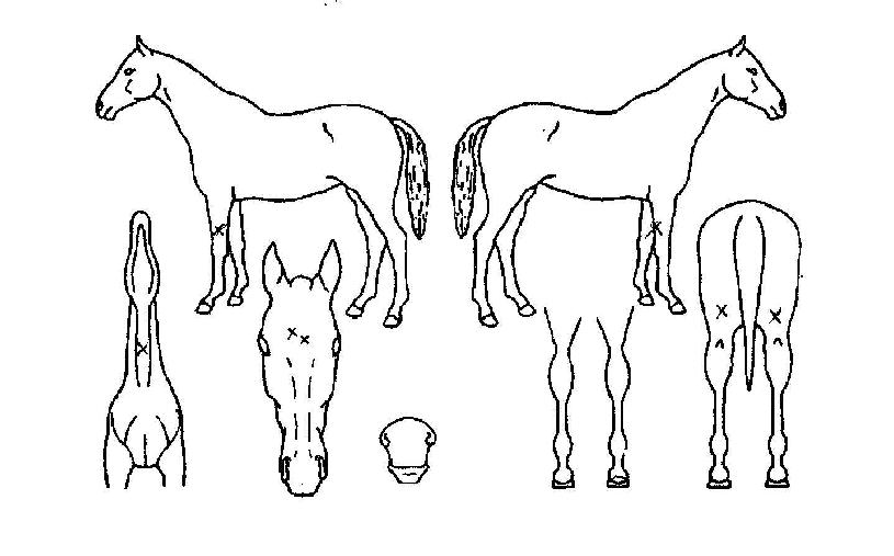 À¯¼º¿¡À̽ºÀÇ Ãø¸é,¿ì¸é,µÞ¸é,µÎ»ó,´Ù¸®ÀÇ Æ¯Â¡µµÇØ