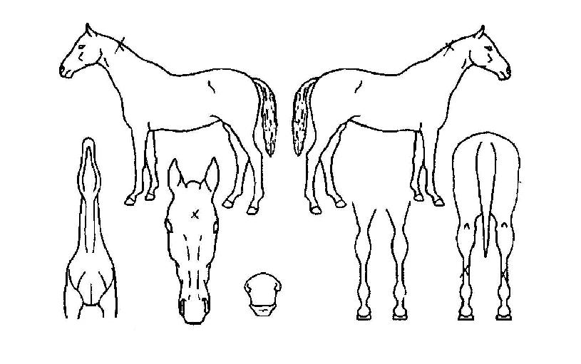 ����Ƽ������ ����,���,�޸�,�λ�,�ٸ��� Ư¡����