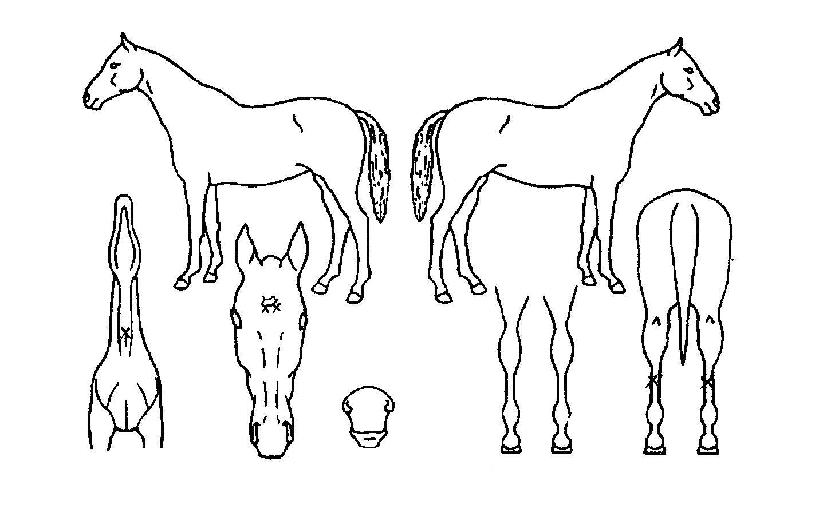 ¹Ì½ºÅÍÀ§³ÊÀÇ Ãø¸é,¿ì¸é,µÞ¸é,µÎ»ó,´Ù¸®ÀÇ Æ¯Â¡µµÇØ