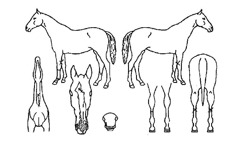 ÈÀÌÆ®½ºÇÁ¸µÀÇ Ãø¸é,¿ì¸é,µÞ¸é,µÎ»ó,´Ù¸®ÀÇ Æ¯Â¡µµÇØ