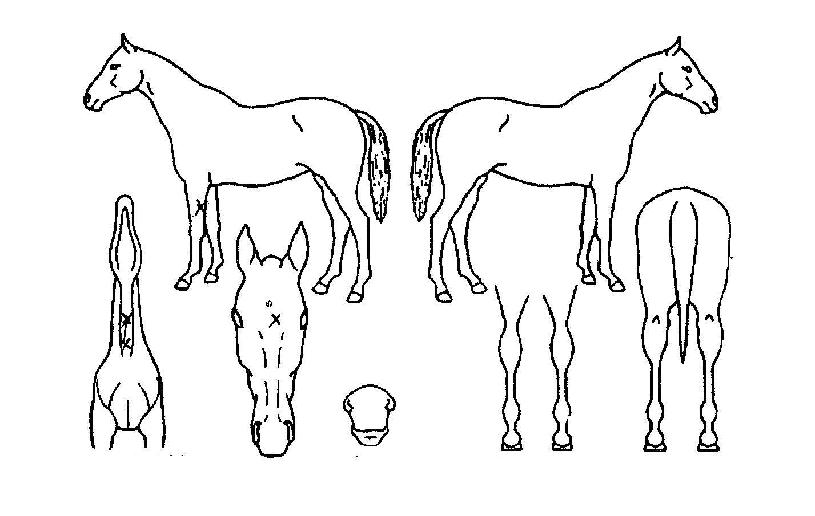 ������ ����,���,�޸�,�λ�,�ٸ��� Ư¡����