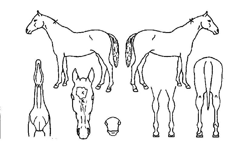 ��������� ����,���,�޸�,�λ�,�ٸ��� Ư¡����