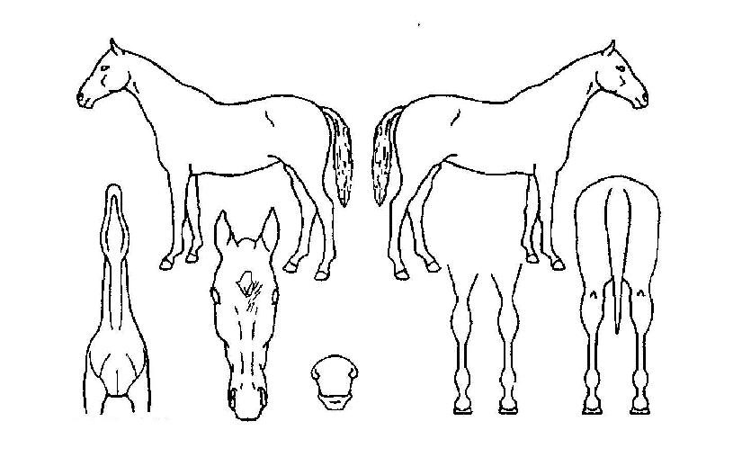 Å׸®¾ùÀÇ Ãø¸é,¿ì¸é,µÞ¸é,µÎ»ó,´Ù¸®ÀÇ Æ¯Â¡µµÇØ