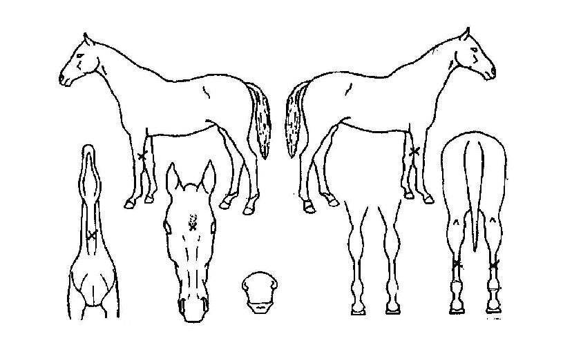 ¿ì¸®ºÀÀÇ Ãø¸é,¿ì¸é,µÞ¸é,µÎ»ó,´Ù¸®ÀÇ Æ¯Â¡µµÇØ