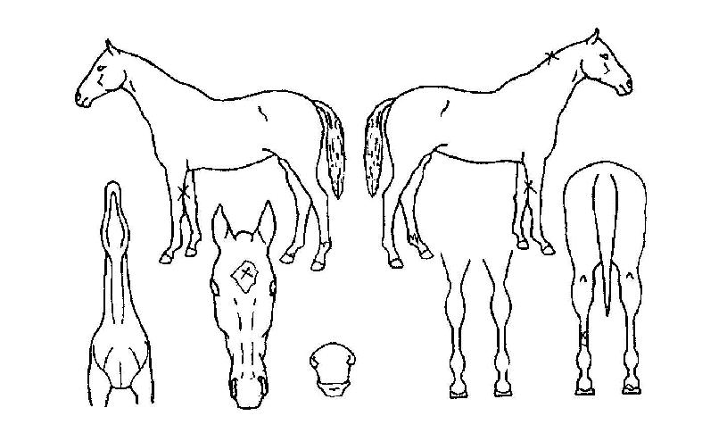 ī��ƾ�� ����,���,�޸�,�λ�,�ٸ��� Ư¡����