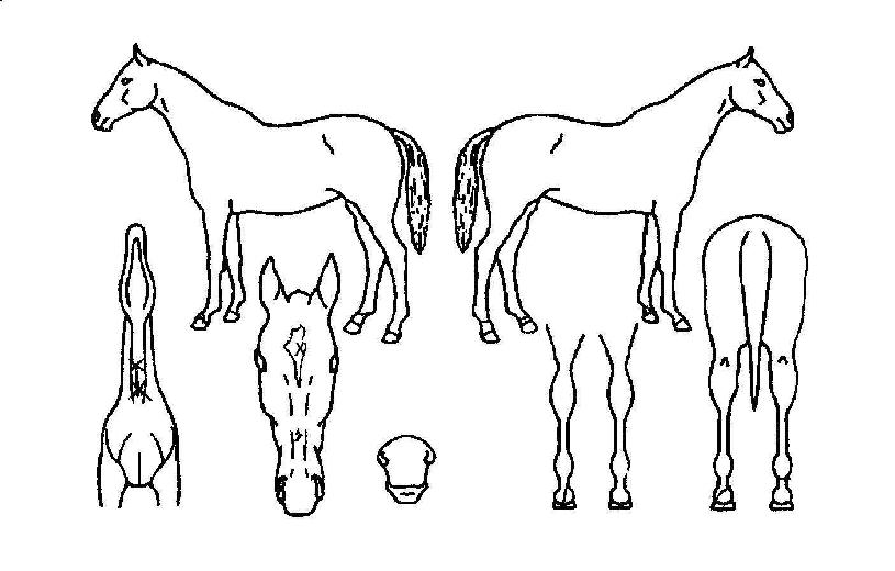 °Å¶áÈ÷ÀÇ Ãø¸é,¿ì¸é,µÞ¸é,µÎ»ó,´Ù¸®ÀÇ Æ¯Â¡µµÇØ