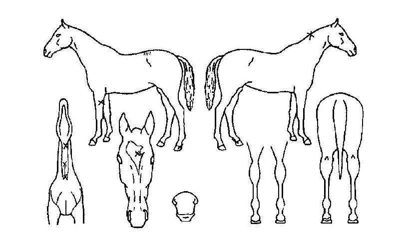 ���������� ����,���,�޸�,�λ�,�ٸ��� Ư¡����