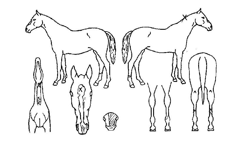 �̽�ƽ�����ڸ��� ����,���,�޸�,�λ�,�ٸ��� Ư¡����