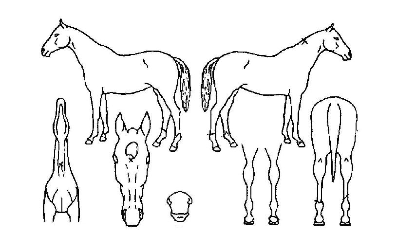 ±×·¡ÇÉÀÇ Ãø¸é,¿ì¸é,µÞ¸é,µÎ»ó,´Ù¸®ÀÇ Æ¯Â¡µµÇØ