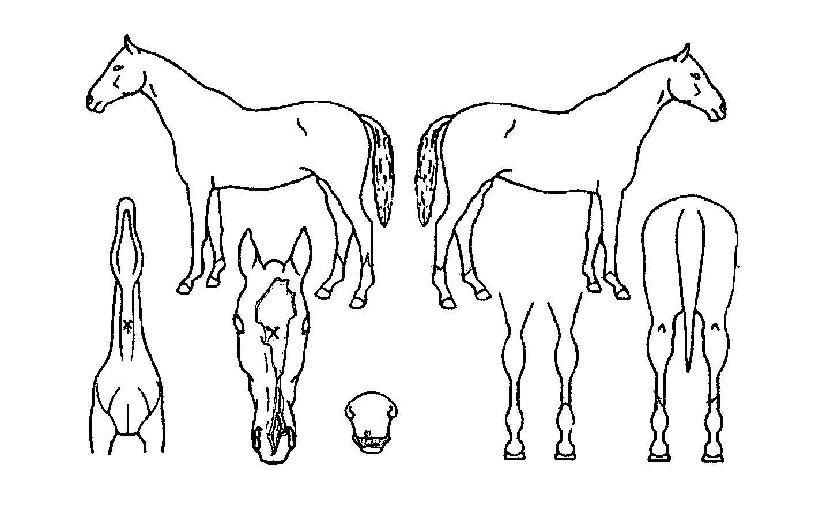 �̽����������� ����,���,�޸�,�λ�,�ٸ��� Ư¡����