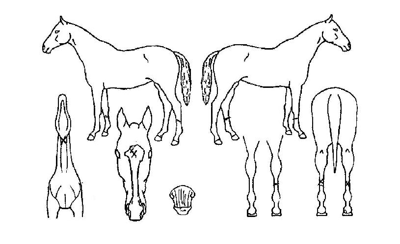 ������ ����,���,�޸�,�λ�,�ٸ��� Ư¡����