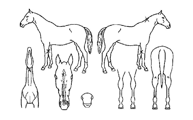 ÃÊÀ̽ºÅ·ÀÇ Ãø¸é,¿ì¸é,µÞ¸é,µÎ»ó,´Ù¸®ÀÇ Æ¯Â¡µµÇØ