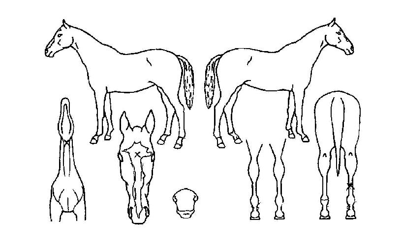 »õ·Î¿î½ÅÀÇ Ãø¸é,¿ì¸é,µÞ¸é,µÎ»ó,´Ù¸®ÀÇ Æ¯Â¡µµÇØ