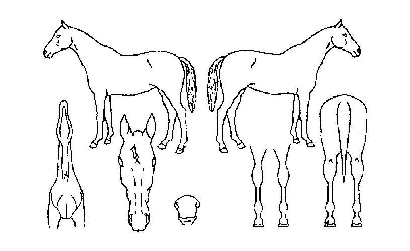 ¿¢Åæ·¡½ºÀÇ Ãø¸é,¿ì¸é,µÞ¸é,µÎ»ó,´Ù¸®ÀÇ Æ¯Â¡µµÇØ