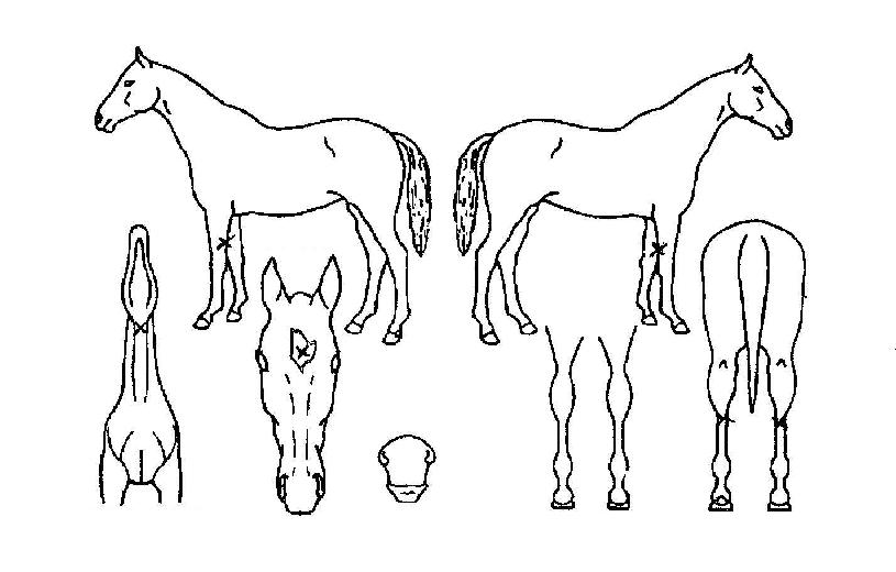 �ξ��� ����,���,�޸�,�λ�,�ٸ��� Ư¡����