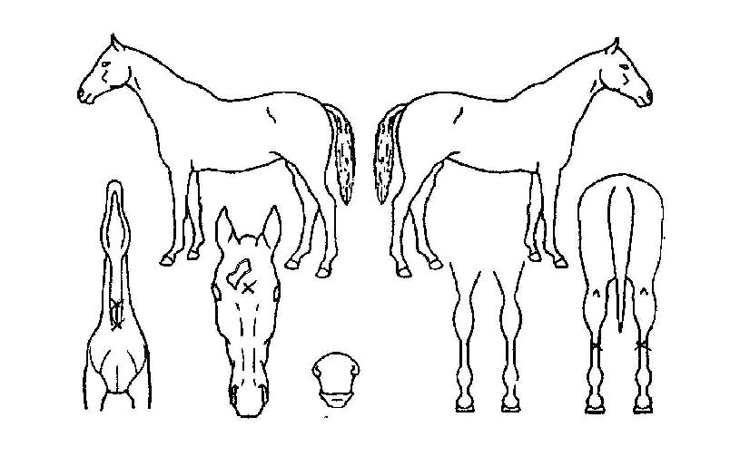 ¾ËÆÄÄýÀÇ Ãø¸é,¿ì¸é,µÞ¸é,µÎ»ó,´Ù¸®ÀÇ Æ¯Â¡µµÇØ