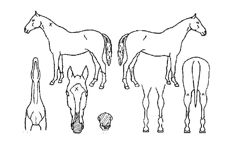 �ǹ����̳����� ����,���,�޸�,�λ�,�ٸ��� Ư¡����