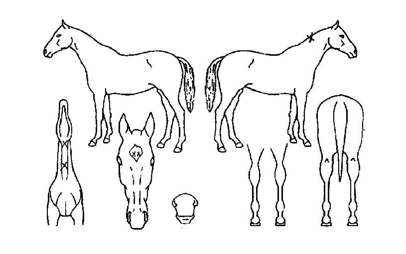 ³ªÅä¾áÀÇ Ãø¸é,¿ì¸é,µÞ¸é,µÎ»ó,´Ù¸®ÀÇ Æ¯Â¡µµÇØ