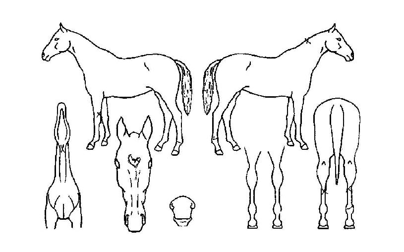 ½ÃÅ©¸´º¸ÀÌÀÇ Ãø¸é,¿ì¸é,µÞ¸é,µÎ»ó,´Ù¸®ÀÇ Æ¯Â¡µµÇØ