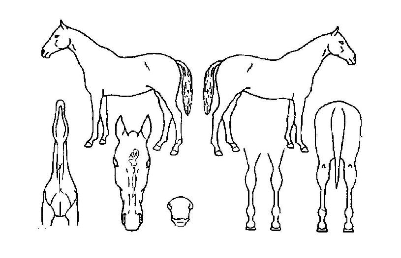 ¾Æ¸£Ä°¶·¯ÆÛÀÇ Ãø¸é,¿ì¸é,µÞ¸é,µÎ»ó,´Ù¸®ÀÇ Æ¯Â¡µµÇØ