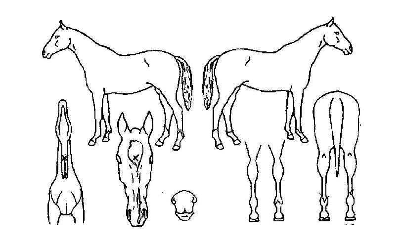 Çâ±âÀÇ Ãø¸é,¿ì¸é,µÞ¸é,µÎ»ó,´Ù¸®ÀÇ Æ¯Â¡µµÇØ