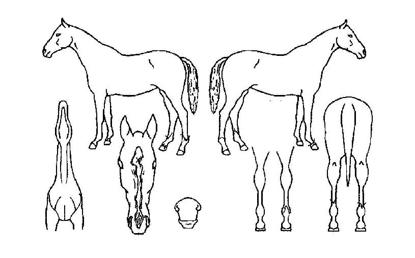 ´ºÆ®¸®³ëÀÇ Ãø¸é,¿ì¸é,µÞ¸é,µÎ»ó,´Ù¸®ÀÇ Æ¯Â¡µµÇØ