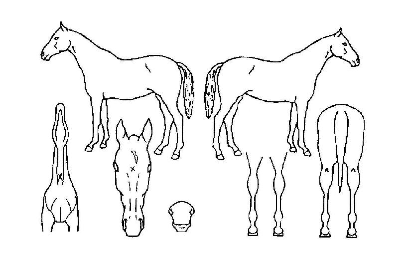 �ݹ̴��̳�����Ʈ�ڸ��� ����,���,�޸�,�λ�,�ٸ��� Ư¡����