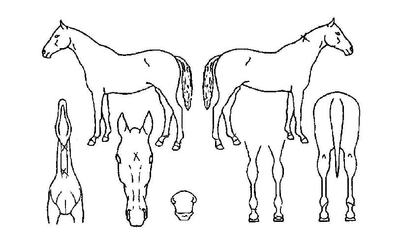 ����¡��Ÿ�� ����,���,�޸�,�λ�,�ٸ��� Ư¡����