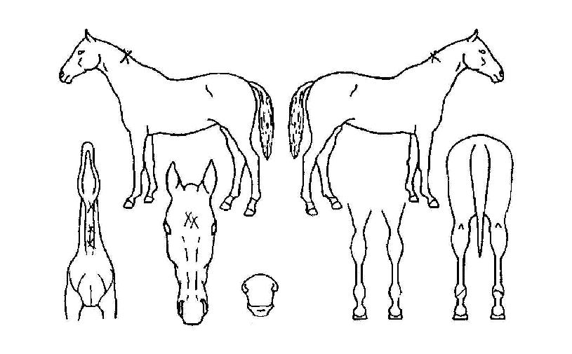 䱸ÀÇ Ãø¸é,¿ì¸é,µÞ¸é,µÎ»ó,´Ù¸®ÀÇ Æ¯Â¡µµÇØ