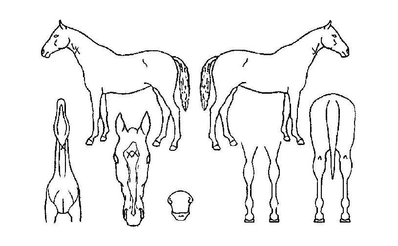 ¶óÀÌ¡ÆÄÅ©ÀÇ Ãø¸é,¿ì¸é,µÞ¸é,µÎ»ó,´Ù¸®ÀÇ Æ¯Â¡µµÇØ