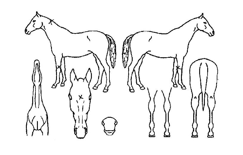 �ϴ��ǲ��� ����,���,�޸�,�λ�,�ٸ��� Ư¡����