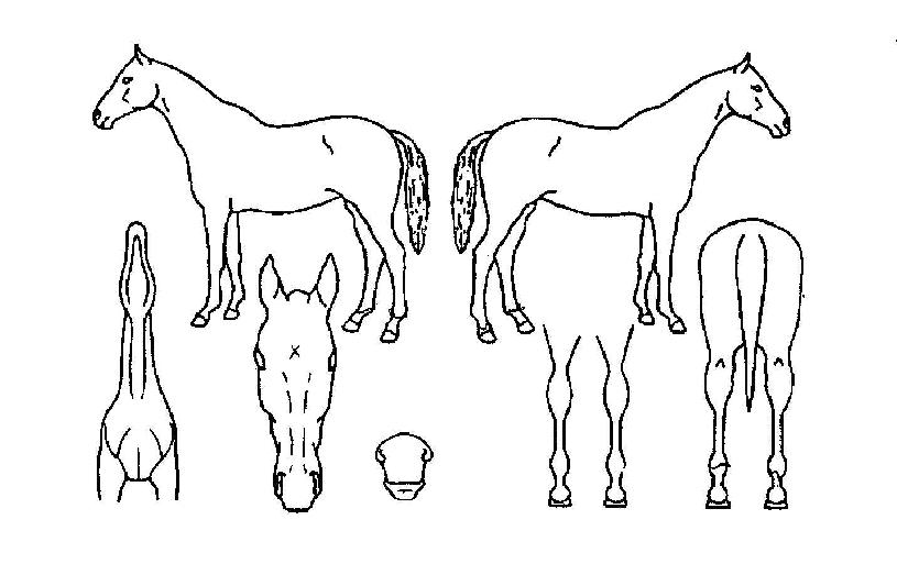 ÇÒ¸®ÀÇ Ãø¸é,¿ì¸é,µÞ¸é,µÎ»ó,´Ù¸®ÀÇ Æ¯Â¡µµÇØ