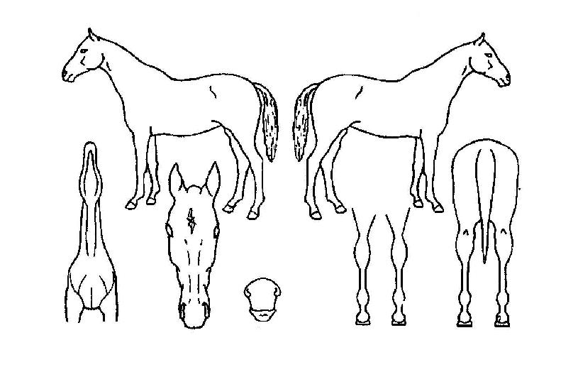 ÇØÇÇÆ®¸®ÀÇ Ãø¸é,¿ì¸é,µÞ¸é,µÎ»ó,´Ù¸®ÀÇ Æ¯Â¡µµÇØ