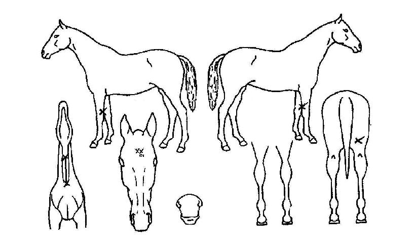 ¹ÙÄíÀÇ Ãø¸é,¿ì¸é,µÞ¸é,µÎ»ó,´Ù¸®ÀÇ Æ¯Â¡µµÇØ