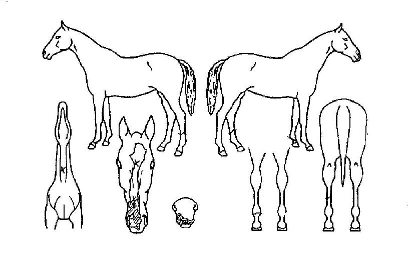 ���Ϻ�ġ�� ����,���,�޸�,�λ�,�ٸ��� Ư¡����