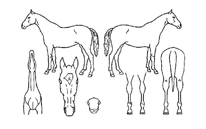 ����ǳ�� ����,���,�޸�,�λ�,�ٸ��� Ư¡����