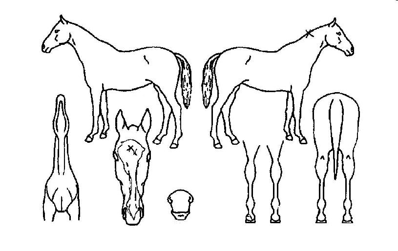 °¡µçÆÄƼÀÇ Ãø¸é,¿ì¸é,µÞ¸é,µÎ»ó,´Ù¸®ÀÇ Æ¯Â¡µµÇØ