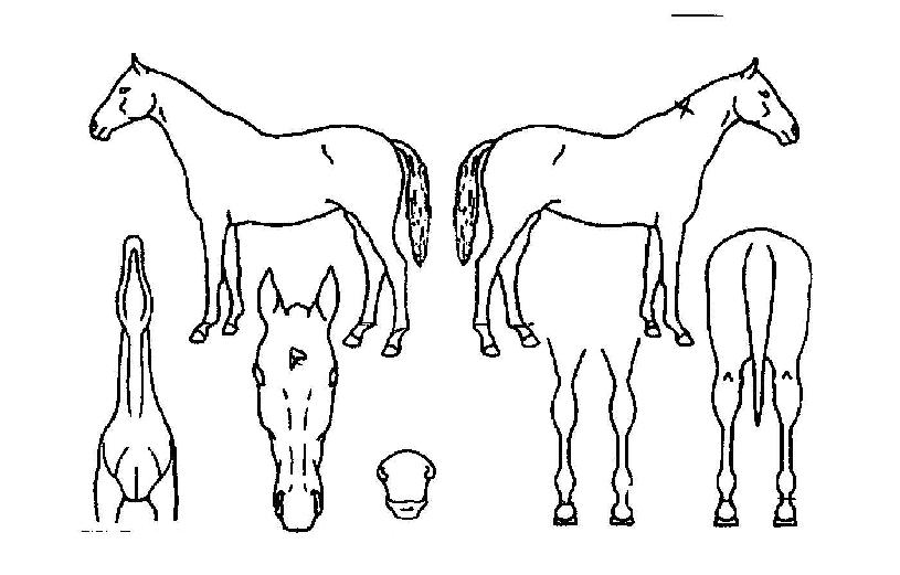 �̽���Ƽ����ũ�ڸ��� ����,���,�޸�,�λ�,�ٸ��� Ư¡����