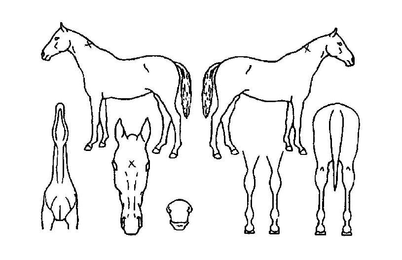 ¿ÍÀϵåºñÄ«ÀÇ Ãø¸é,¿ì¸é,µÞ¸é,µÎ»ó,´Ù¸®ÀÇ Æ¯Â¡µµÇØ