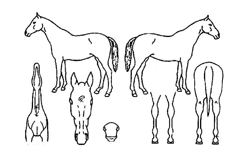 ����Ʈ���� ����,���,�޸�,�λ�,�ٸ��� Ư¡����