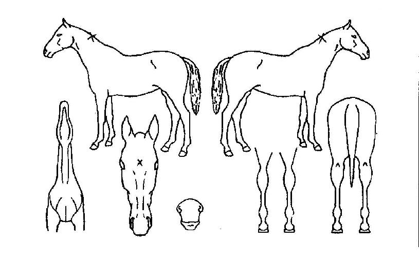 ���������� ����,���,�޸�,�λ�,�ٸ��� Ư¡����