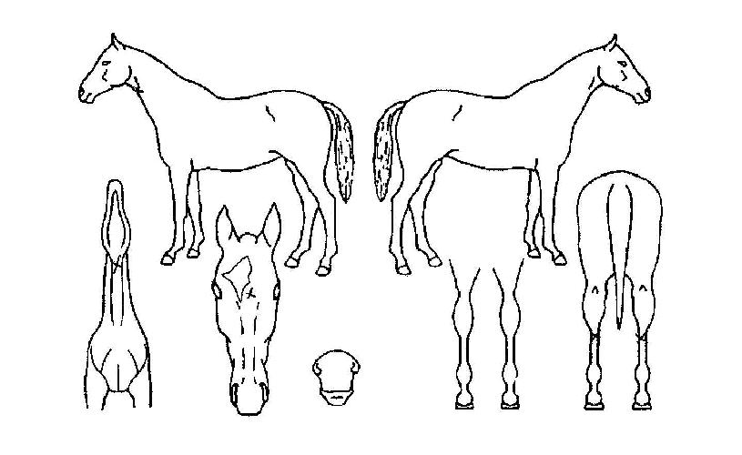 º¼Æ÷´Ï½ºÀ®ÀÇ Ãø¸é,¿ì¸é,µÞ¸é,µÎ»ó,´Ù¸®ÀÇ Æ¯Â¡µµÇØ