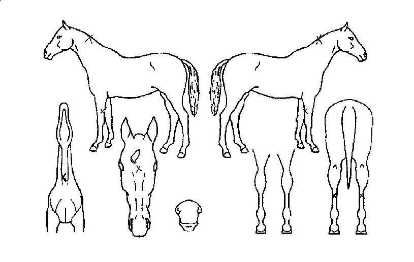 ¸¸Á¡ÄÁµð¼ÇÀÇ Ãø¸é,¿ì¸é,µÞ¸é,µÎ»ó,´Ù¸®ÀÇ Æ¯Â¡µµÇØ