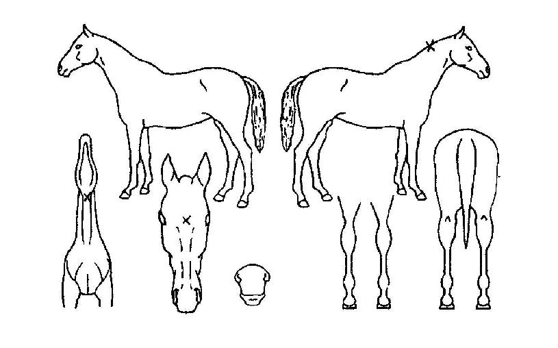 ���θ��׿콺�� ����,���,�޸�,�λ�,�ٸ��� Ư¡����