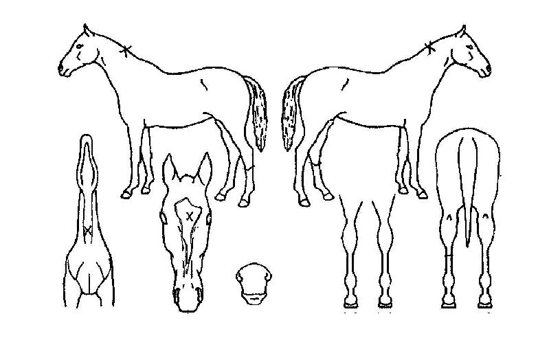 ��Ƽ�콺�� ����,���,�޸�,�λ�,�ٸ��� Ư¡����