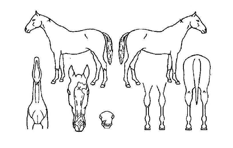 ÇÏÆ®ÄýÀÇ Ãø¸é,¿ì¸é,µÞ¸é,µÎ»ó,´Ù¸®ÀÇ Æ¯Â¡µµÇØ